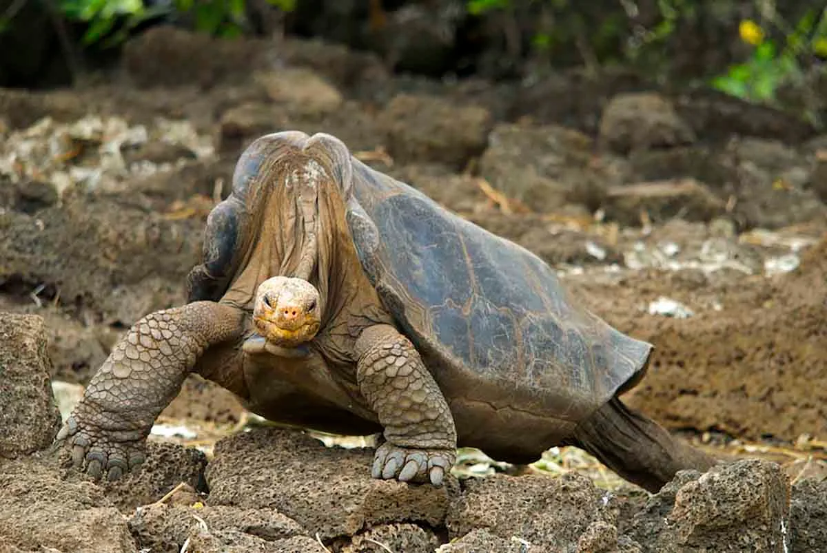 Pinta | Galapagos Island