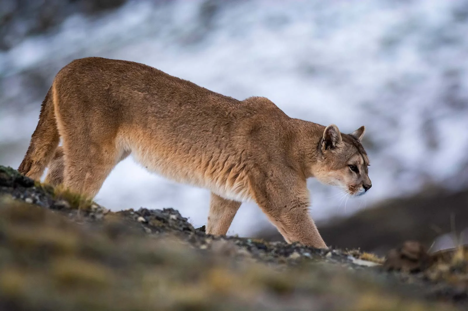  Patagonia | Massive Mountain Lion Casually Strolls Past Hiker In Heart-Pounding Interaction