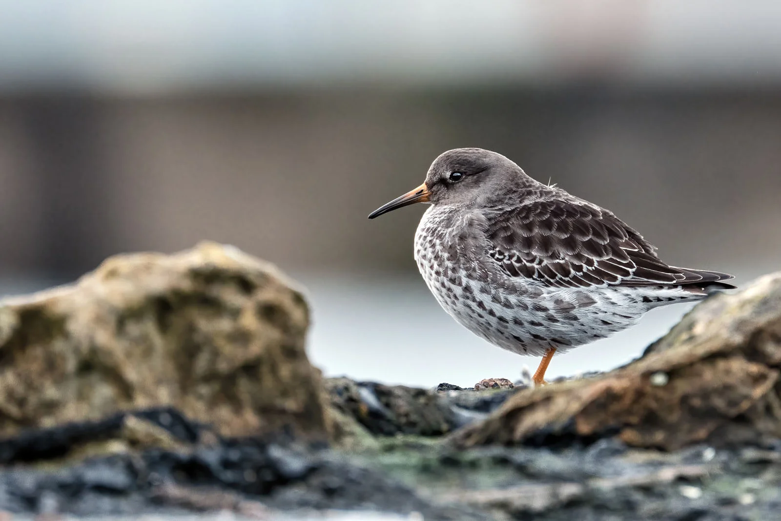 Purple Sandpiper | Arctic Wildlife