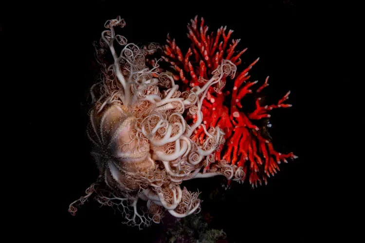 Patagonia | Stunning photos show ‘forests’ of rare red corals growing in Chile's Patagonia Sea Patagonia | Stunning photos show ‘forests’ of rare red corals growing in Chile's Patagonia Sea