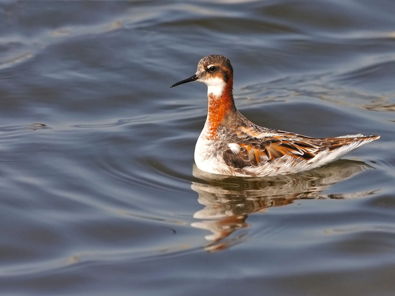 Red Phalarope | Arctic Wildlife