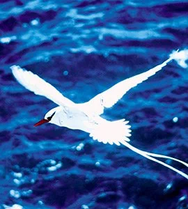 Red-Billed Tropicbird | Galapagos Wildlife