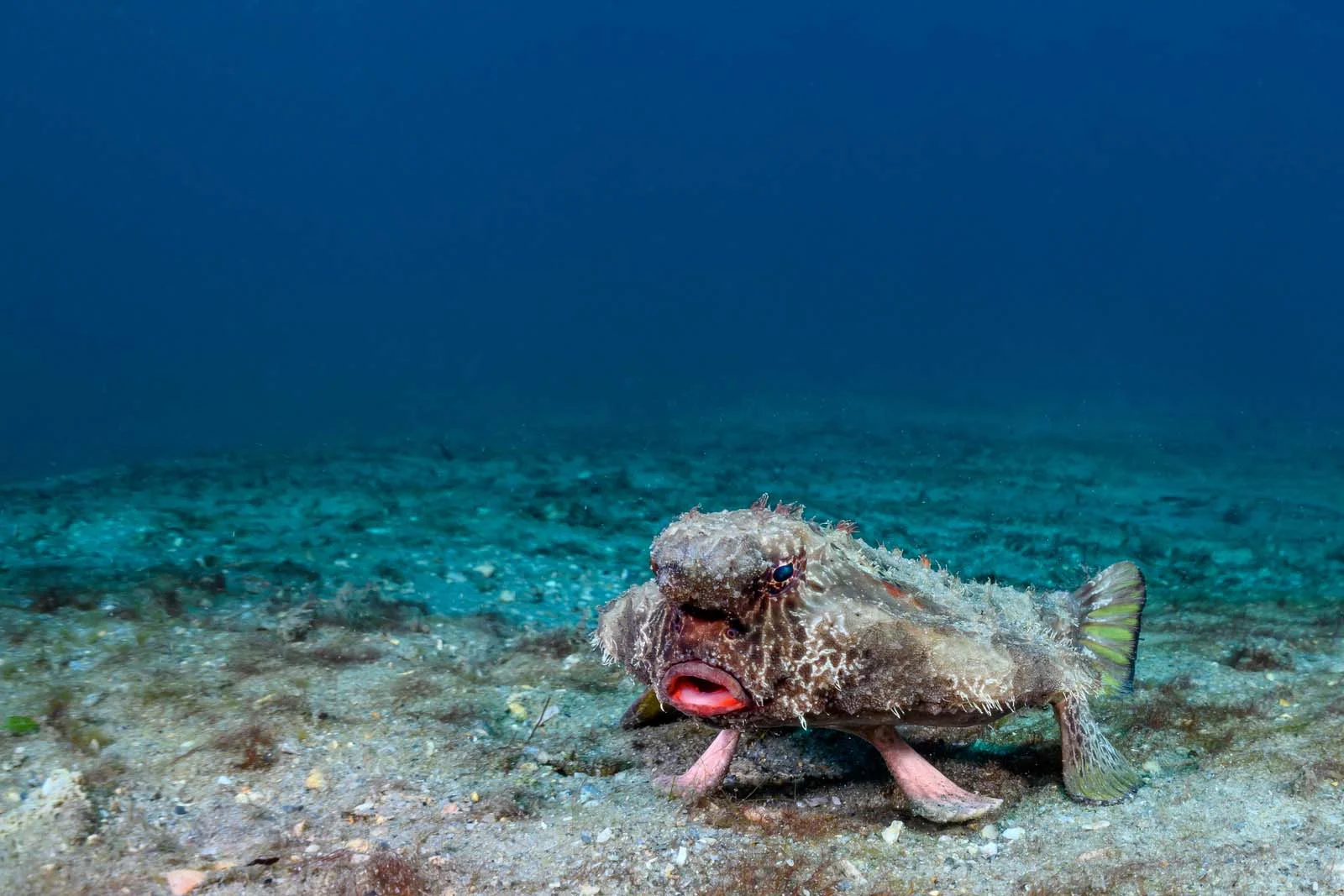 Red-lipped Batfish | Galapagos Wildlife