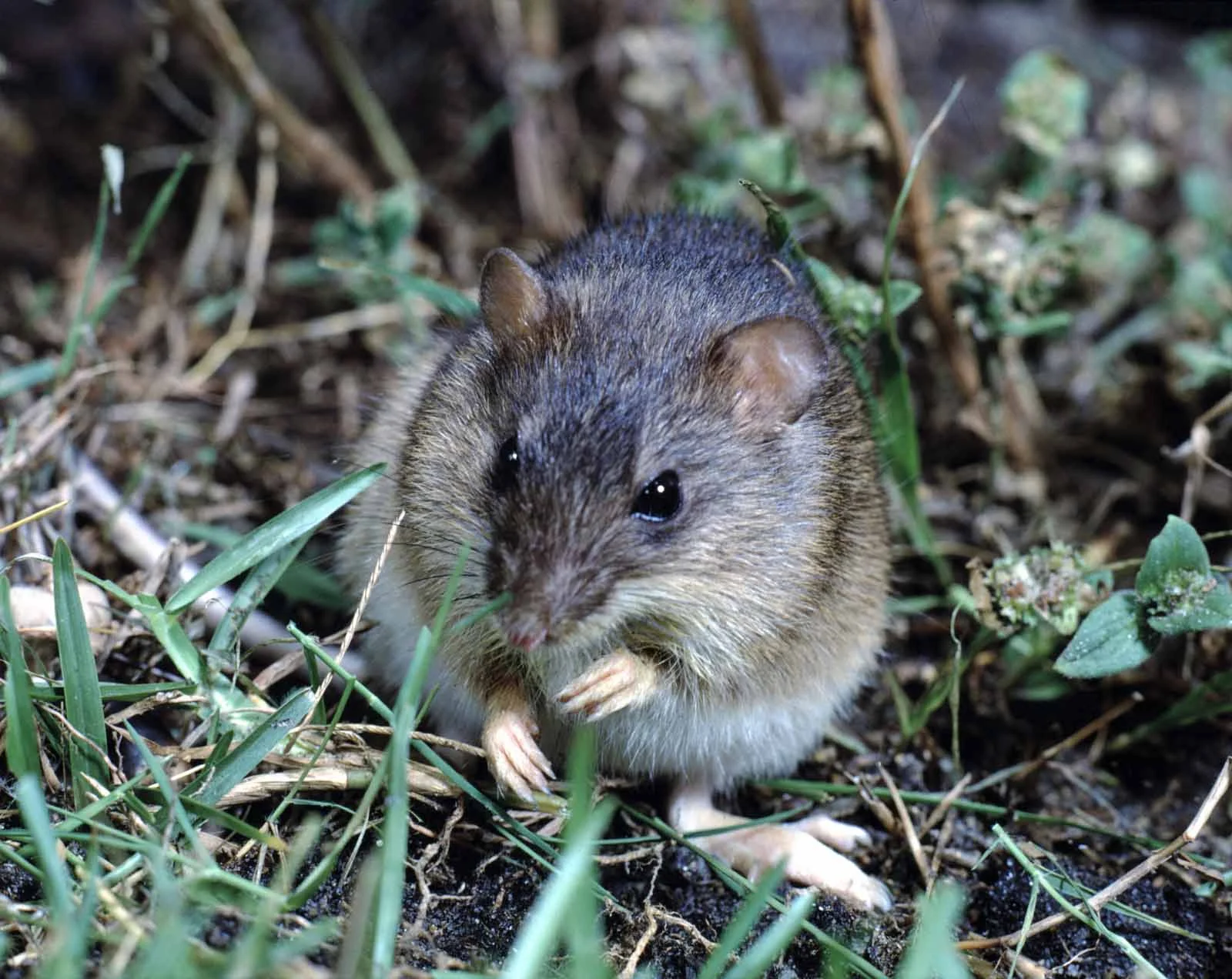 Galapagos Rice Rat | Galapagos Wildlife