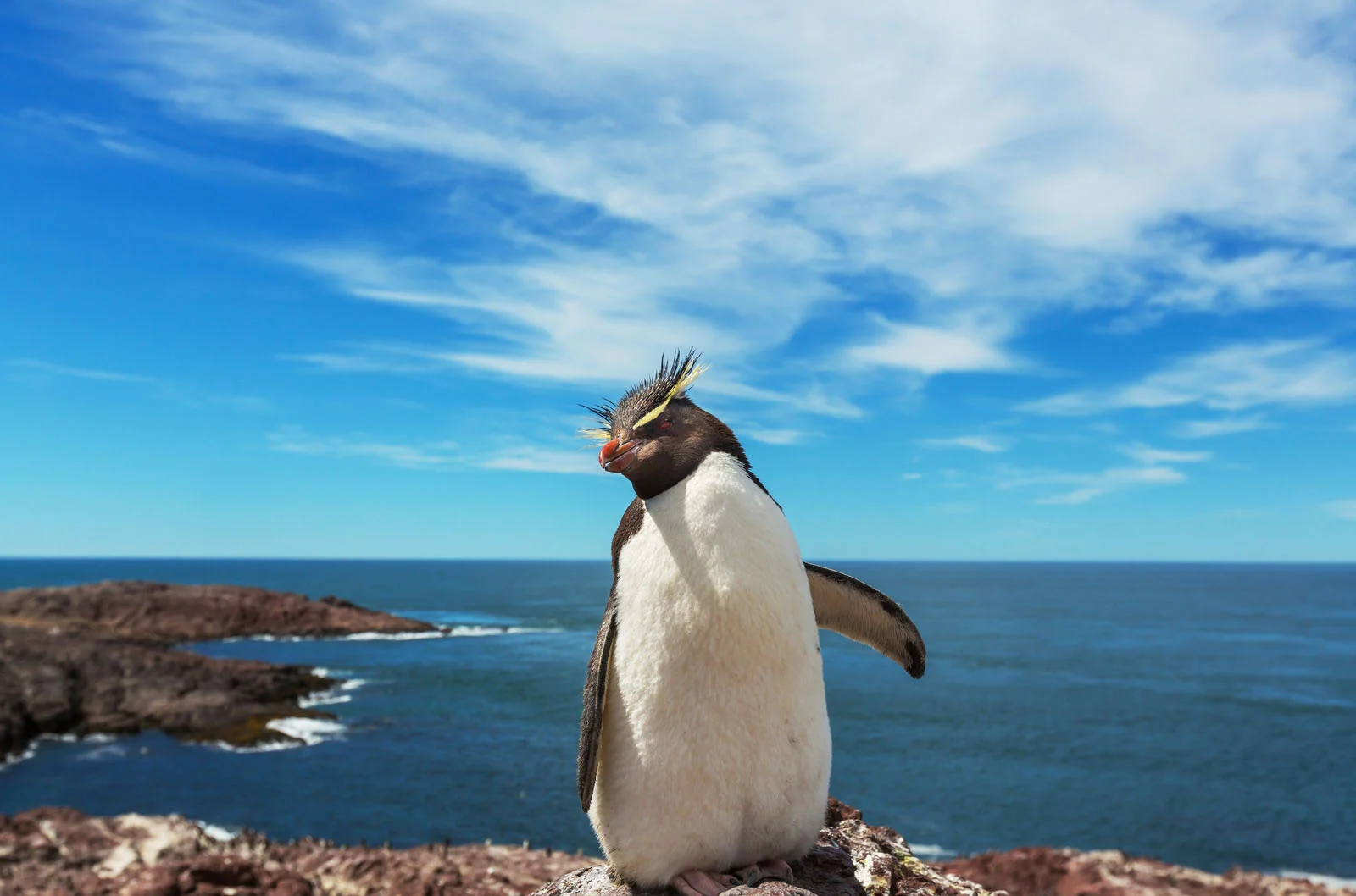 Rockhopper Penguin | Antarctic Wildlife