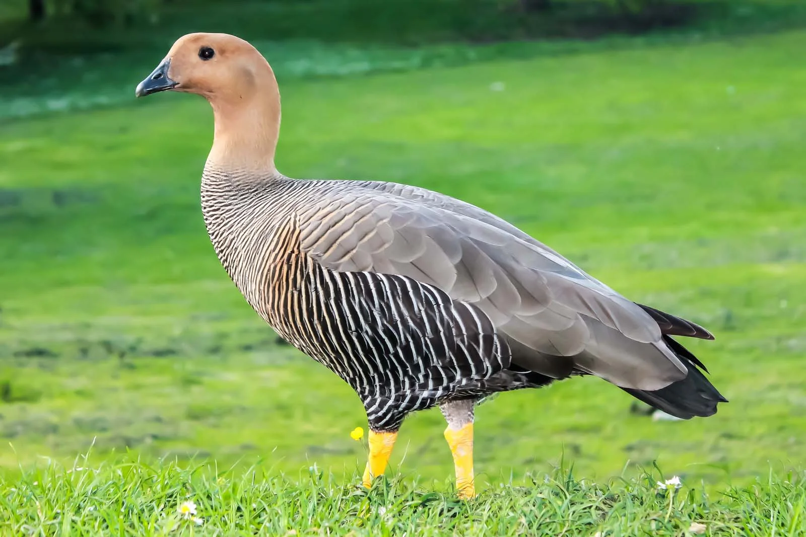 Ruddy-headed Goose | Antarctic Wildlife