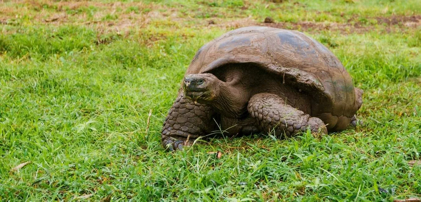 Galapagos Tortoises | Galapagos Wildlife