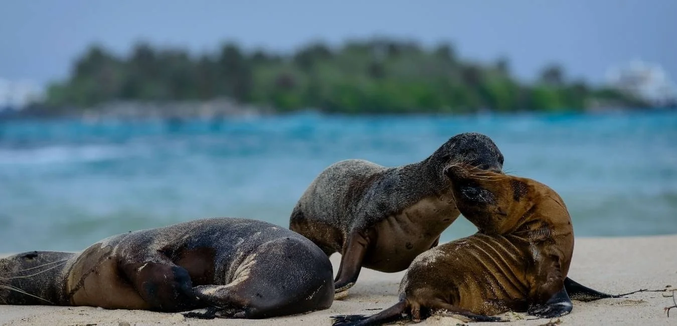 Galapagos Fur Seals & Sea Lions | Galapagos Wildlife