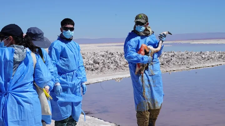  Chile | Chilean scientists track flamingos by satellite to preserve dwindling population