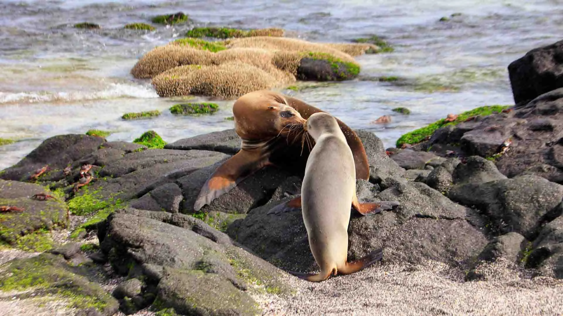  Galapagos | Detailed visitor guide of the Punta Espinoza trail on Fernandina Island