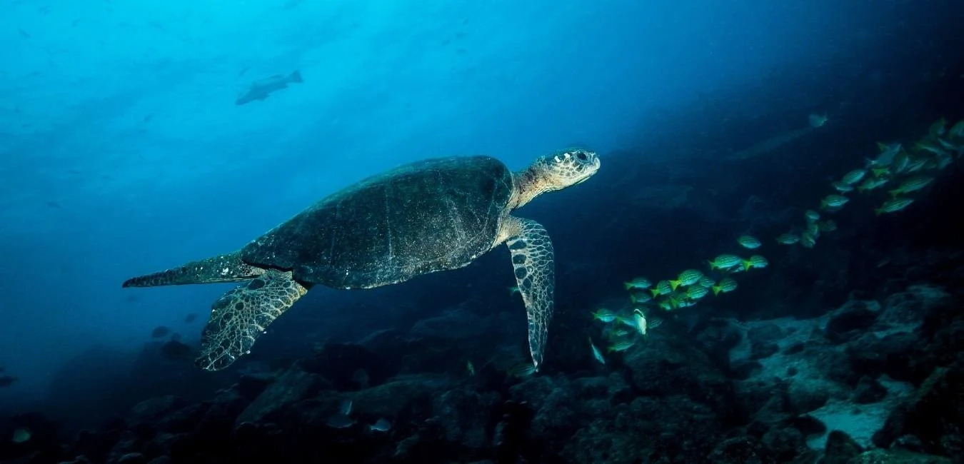 Galapagos Islands