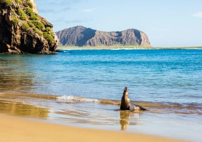  Galapagos | The incredible £35m project to transform wild islands backed by Hollywood star