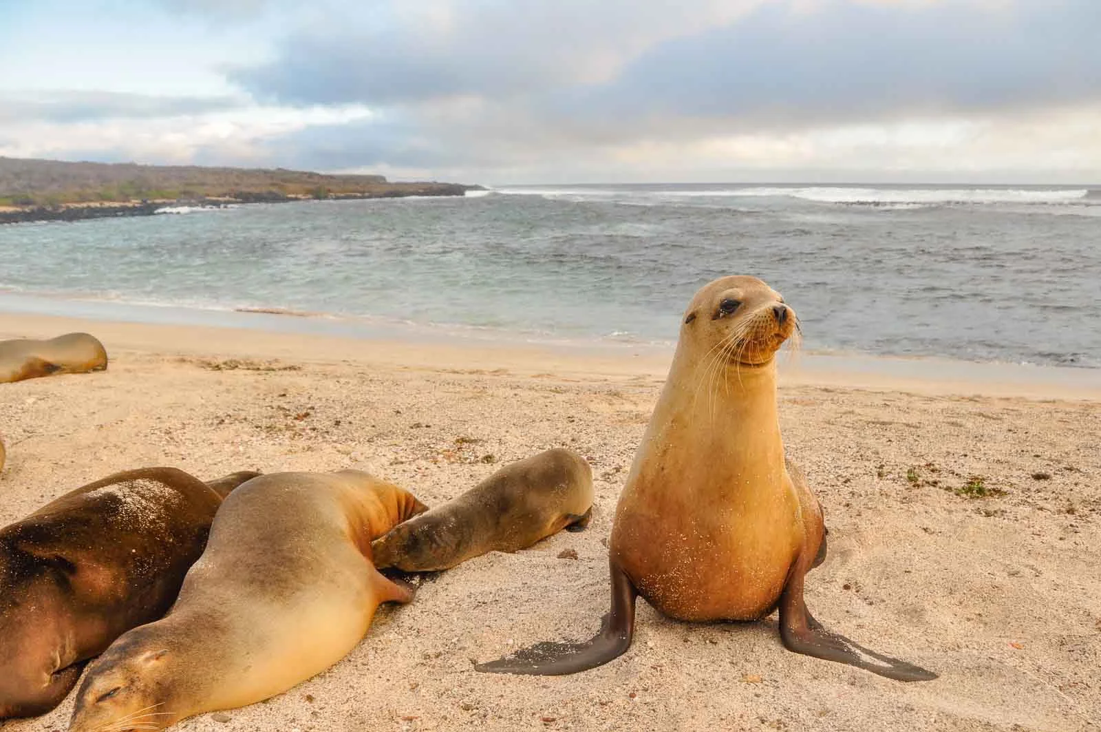  Galapagos | What Are Galapagos Islands Famous For? Discovering Nature's Wonders