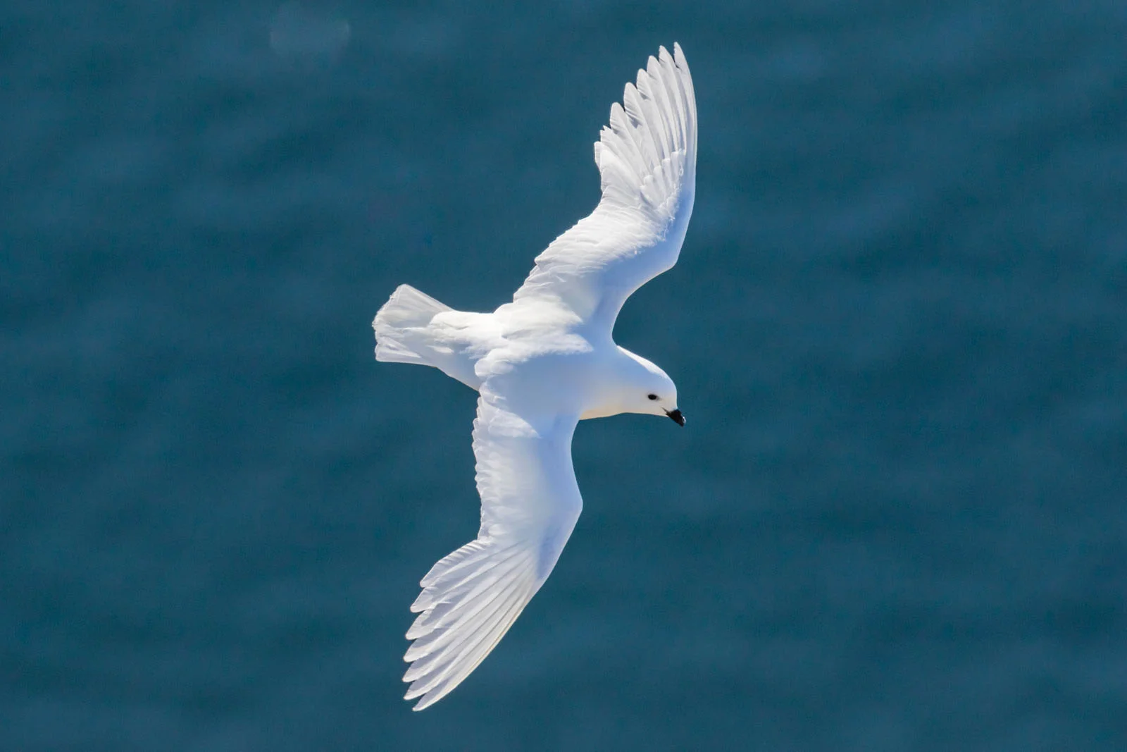 Snow Petrel | Antarctic Wildlife