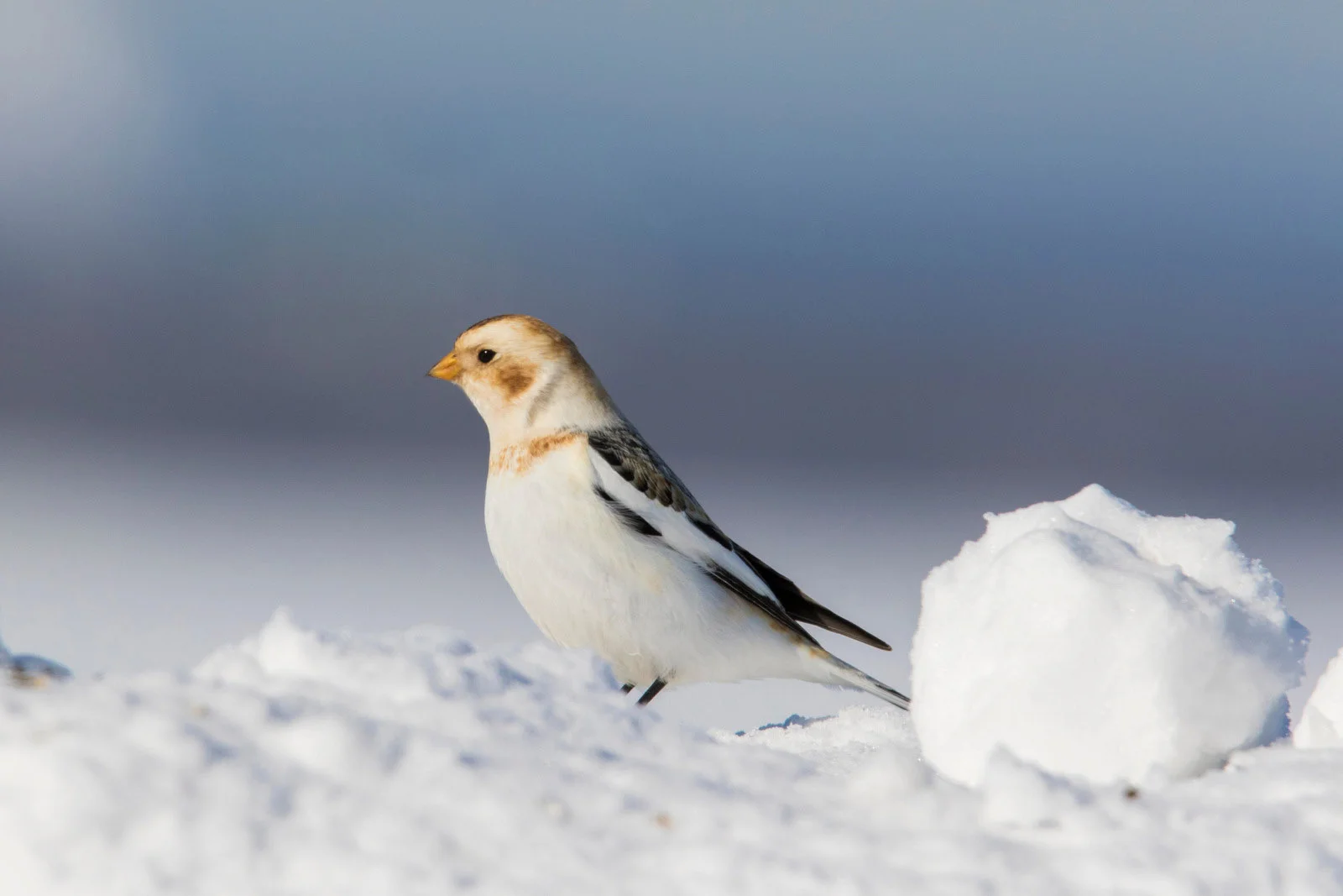 Snow Bunting | Arctic Wildlife