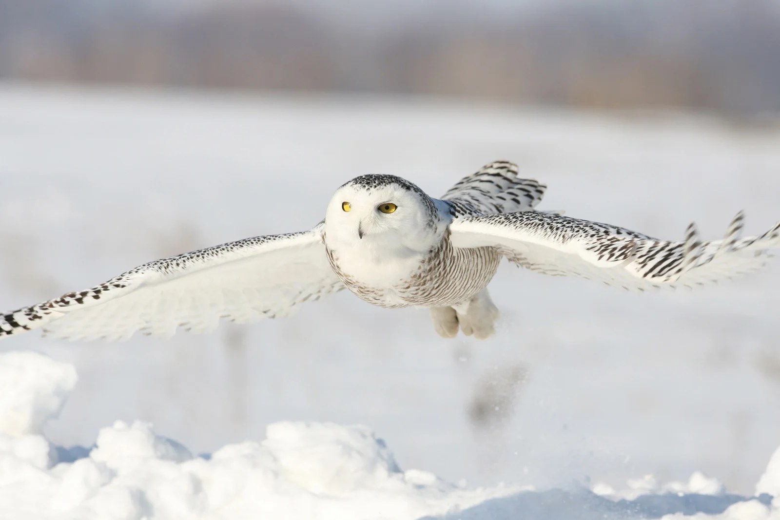 Snowy Owl | Arctic Wildlife