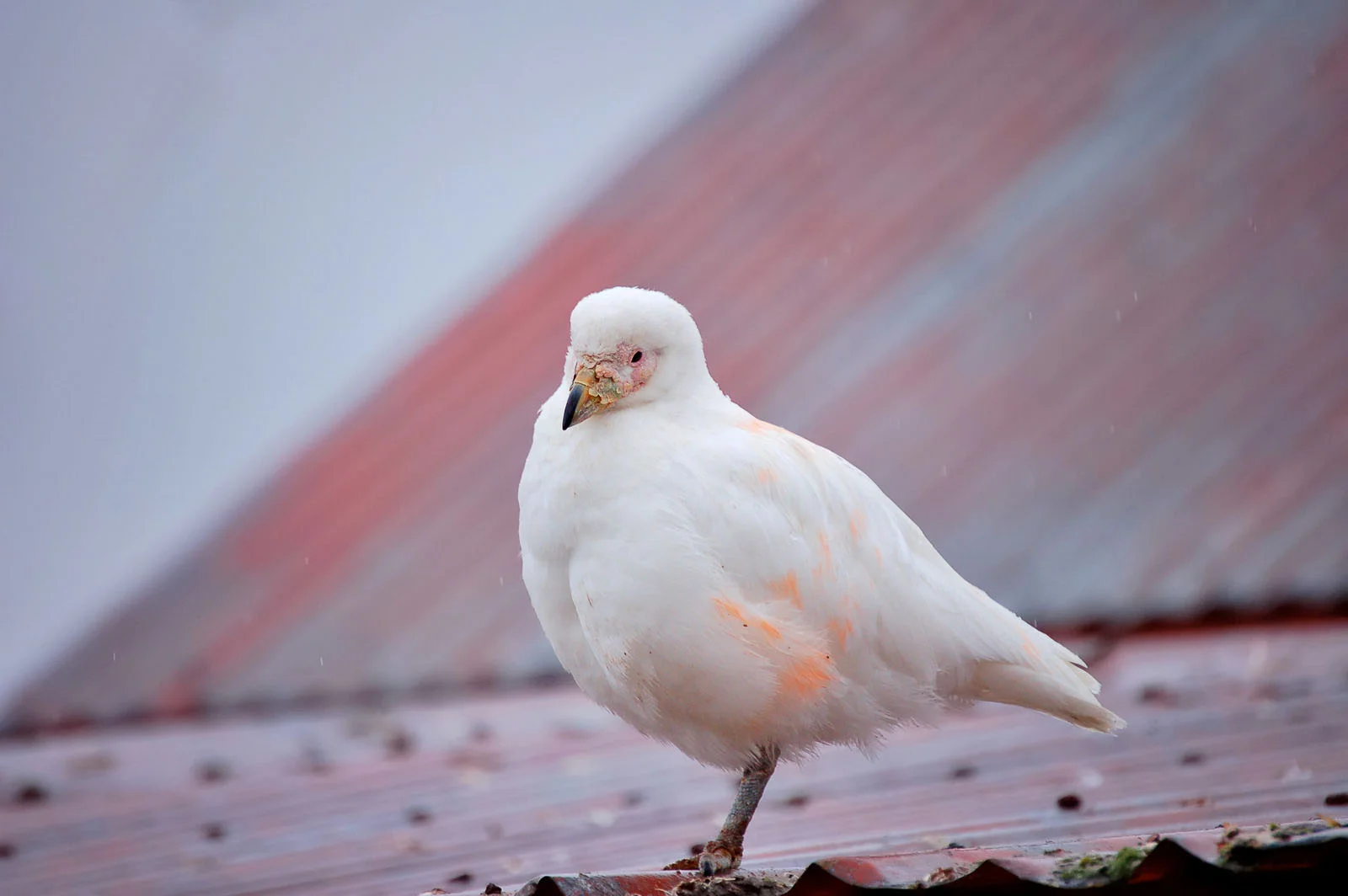 Snowy Sheathbill | Antarctic Wildlife