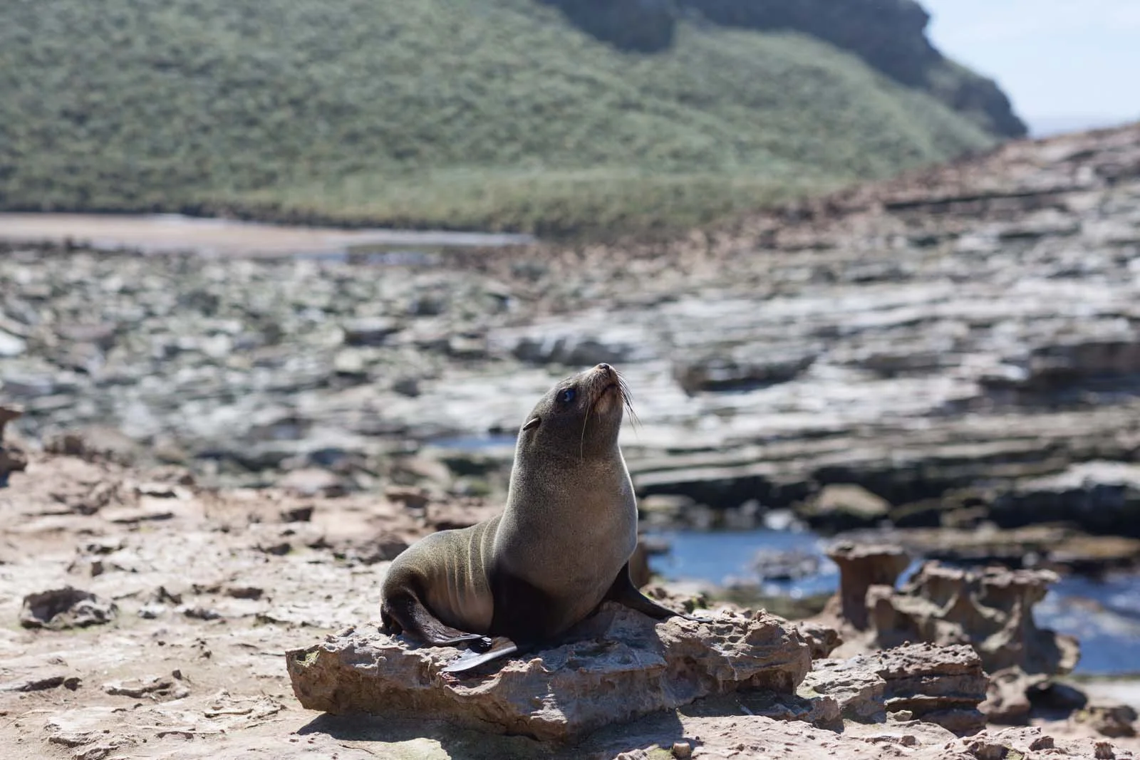 South American Fur Seal | Antarctic Wildlife