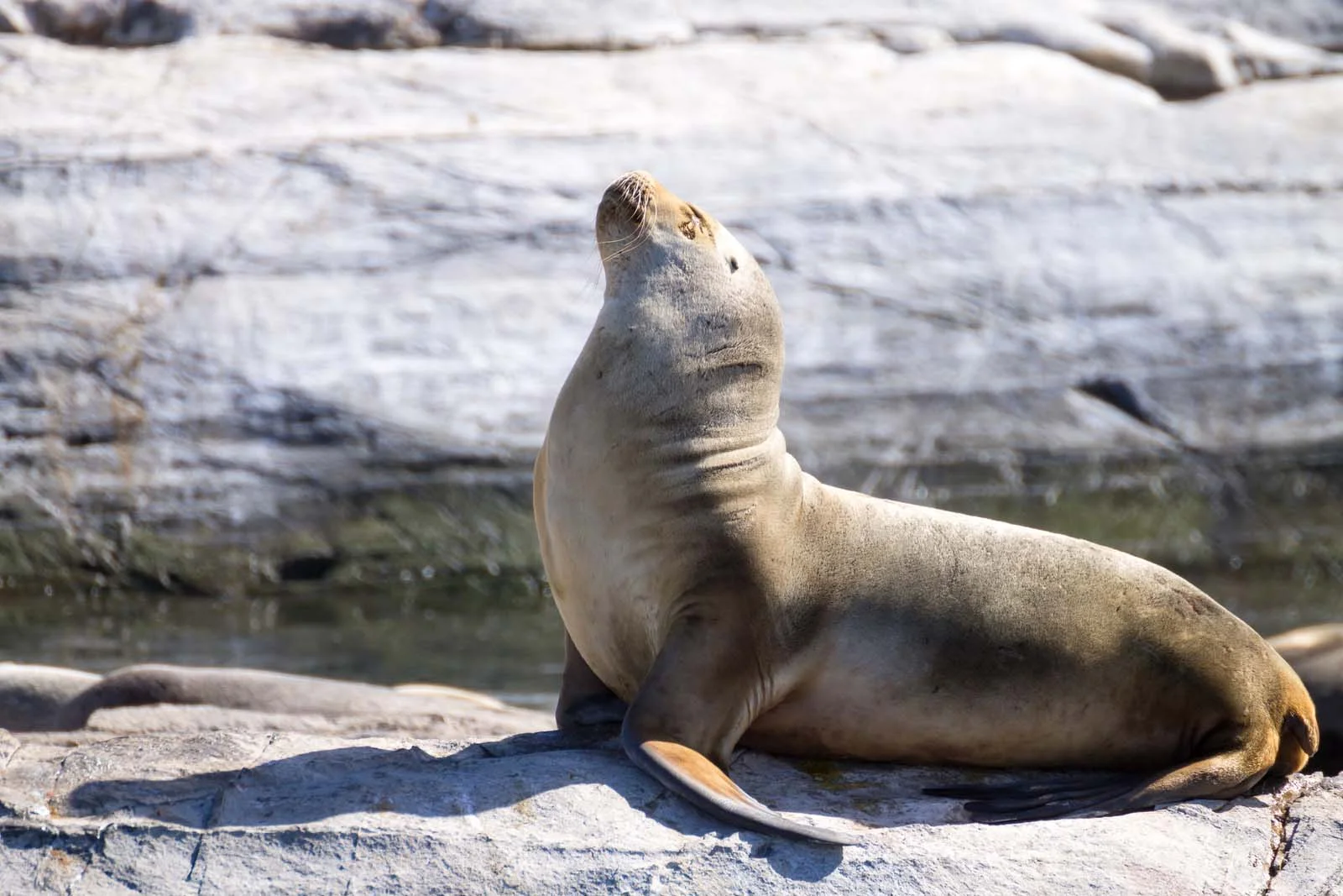 South American Sea Lion | Antarctic Wildlife