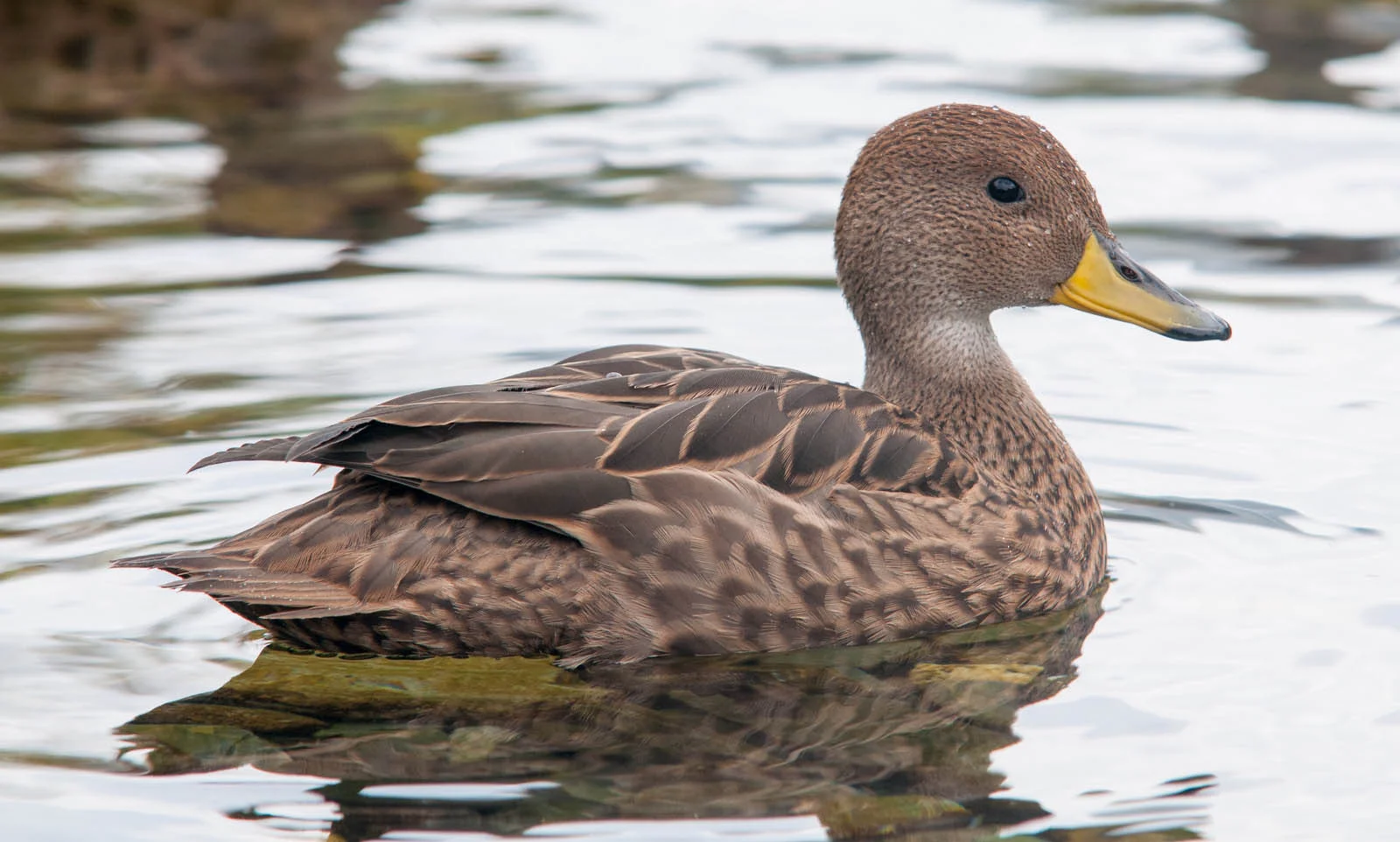 South Georgia Pintail | Antarctic Wildlife