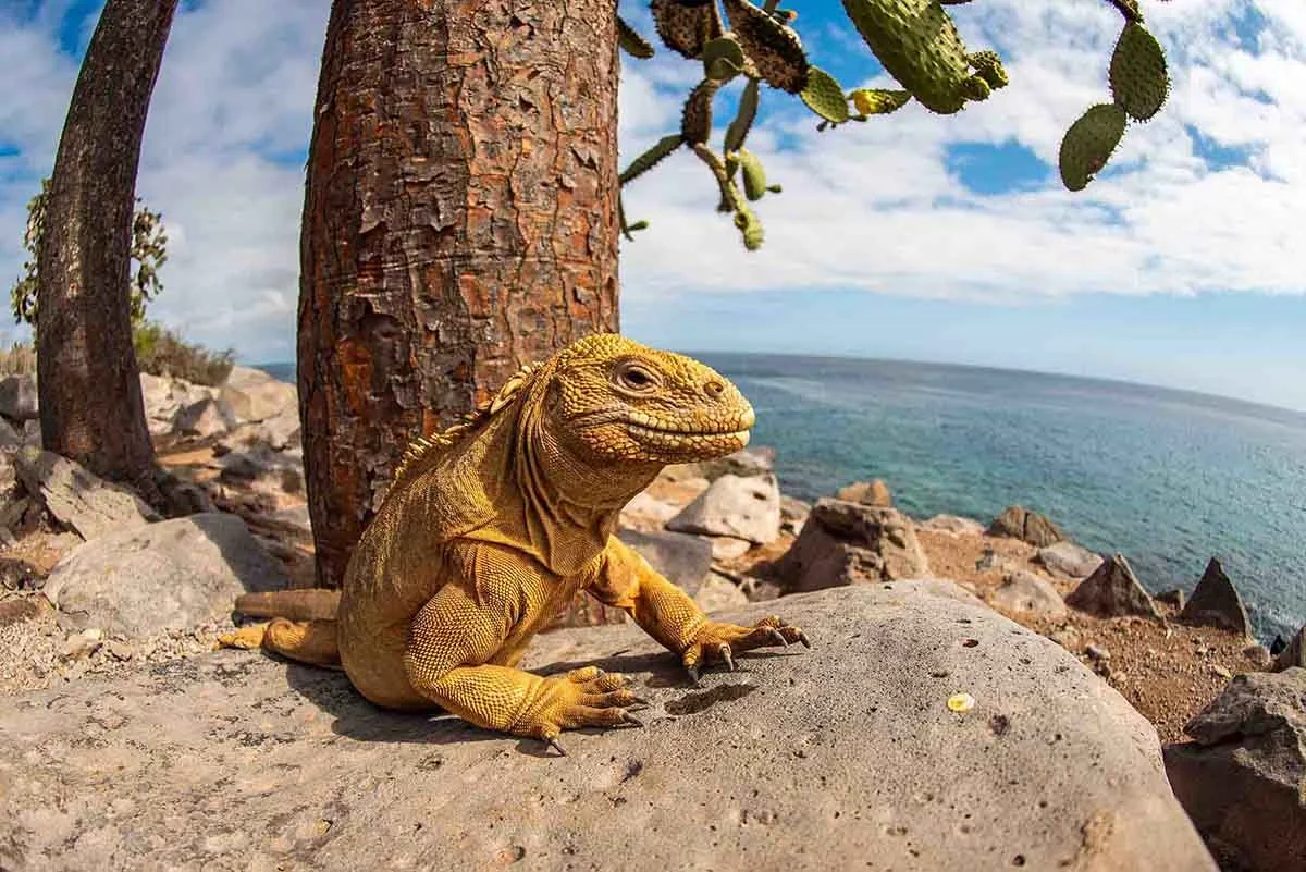 Galapagos Land iguanas | Galapagos Wildlife