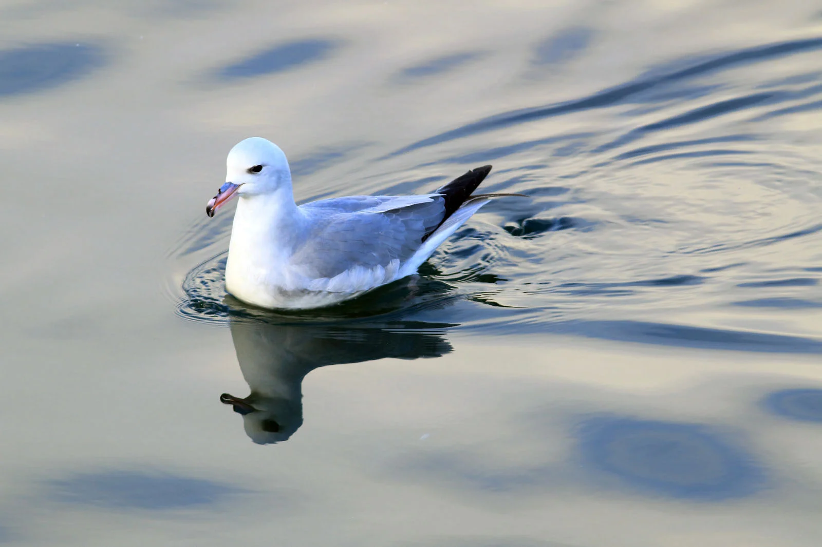 Southern Fulmar | Antarctic Wildlife