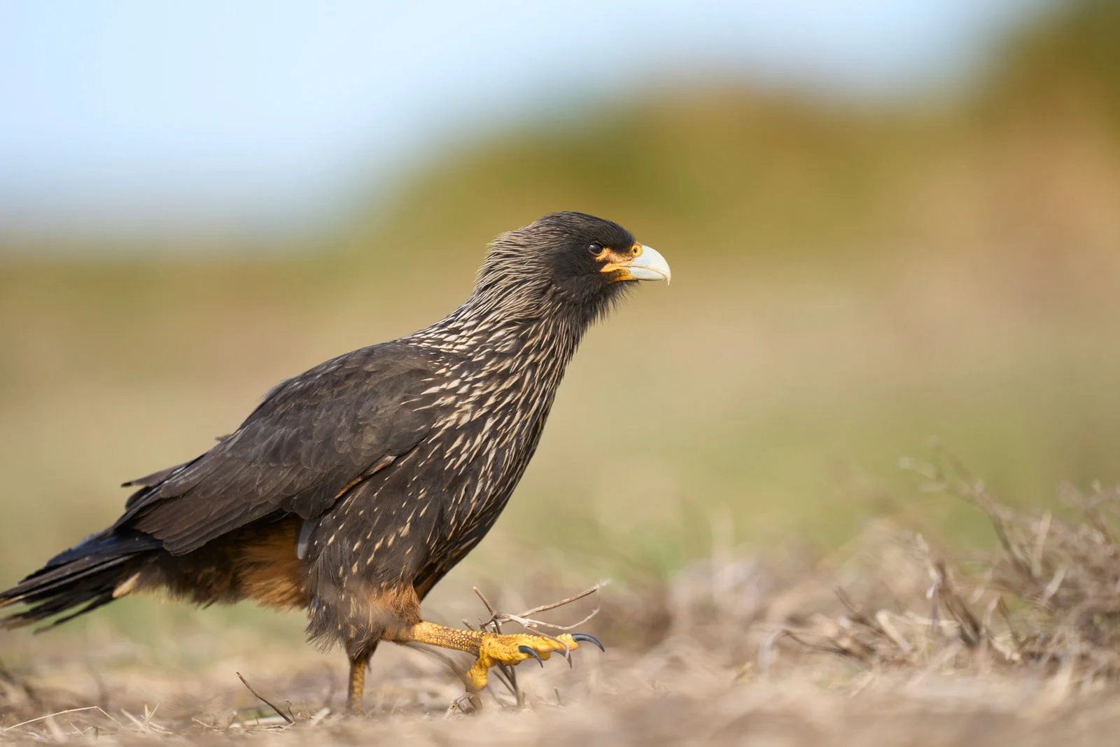 Striated Caracara (Johnny Rook) | Antarctic Wildlife