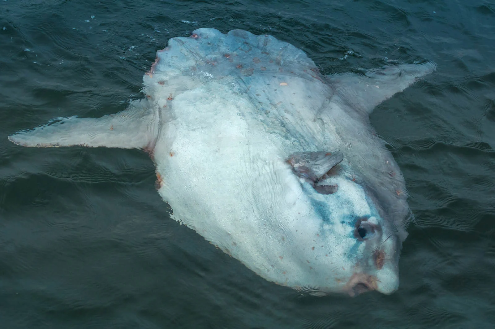 Sunfish | Galapagos Wildlife