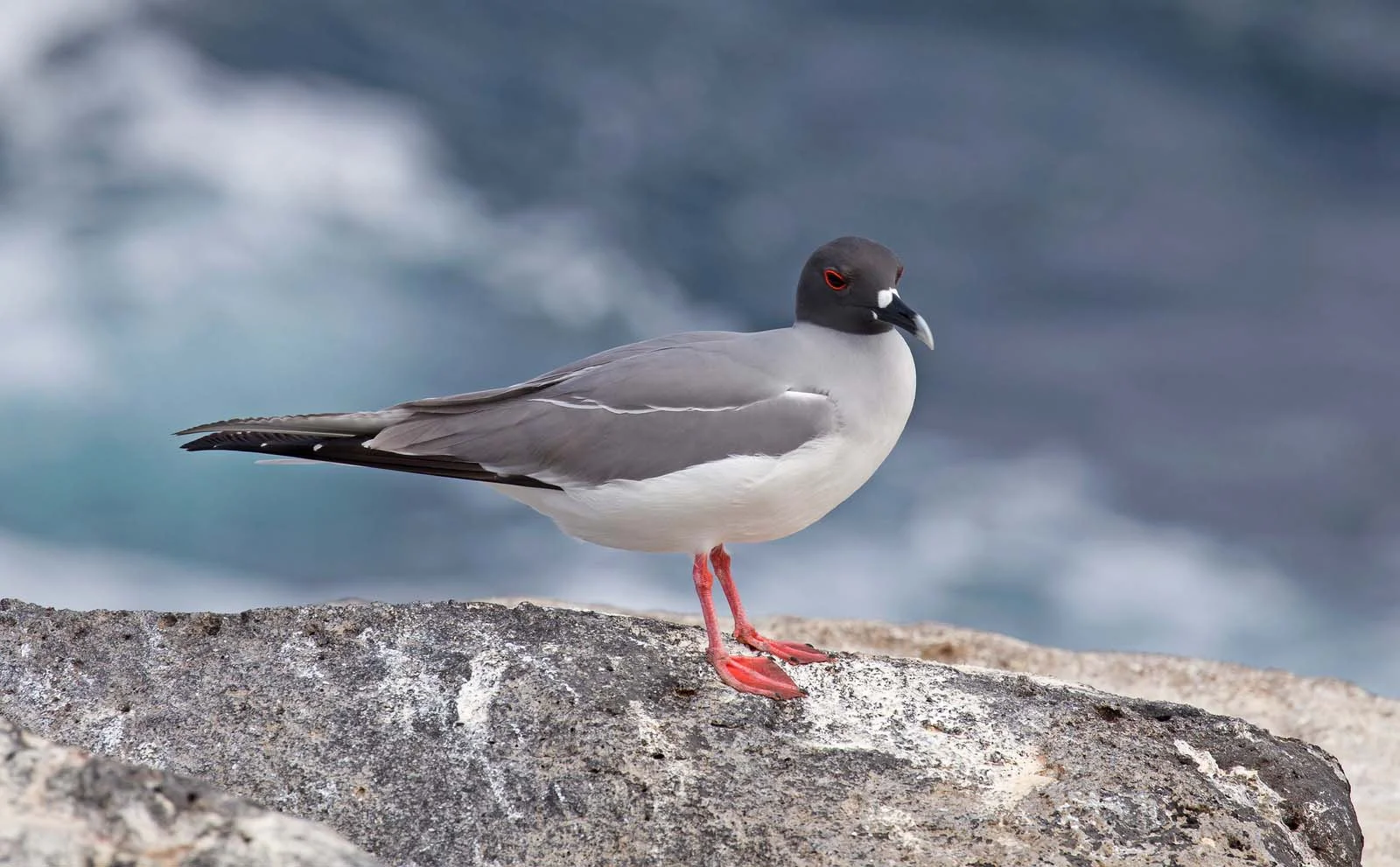 Swallow-Tailed Gull | Galapagos Wildlife