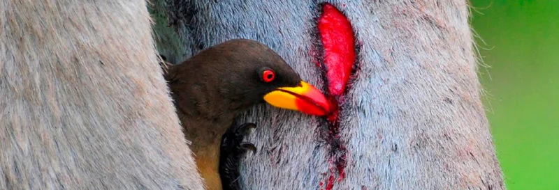  Galapagos | The Galapagos Vampire Finch