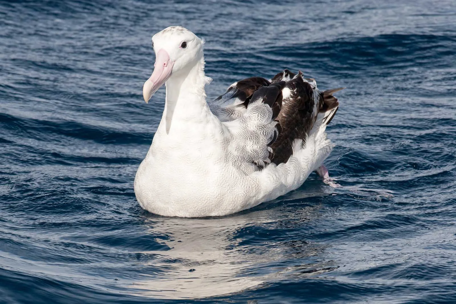 Wandering Albatross | Antarctic Wildlife