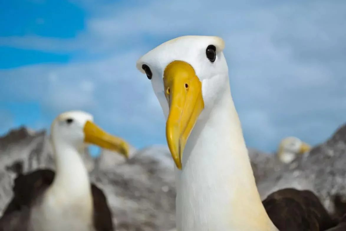  Galapagos | Meet the woman who brought Alberto the Waved Albatross to life