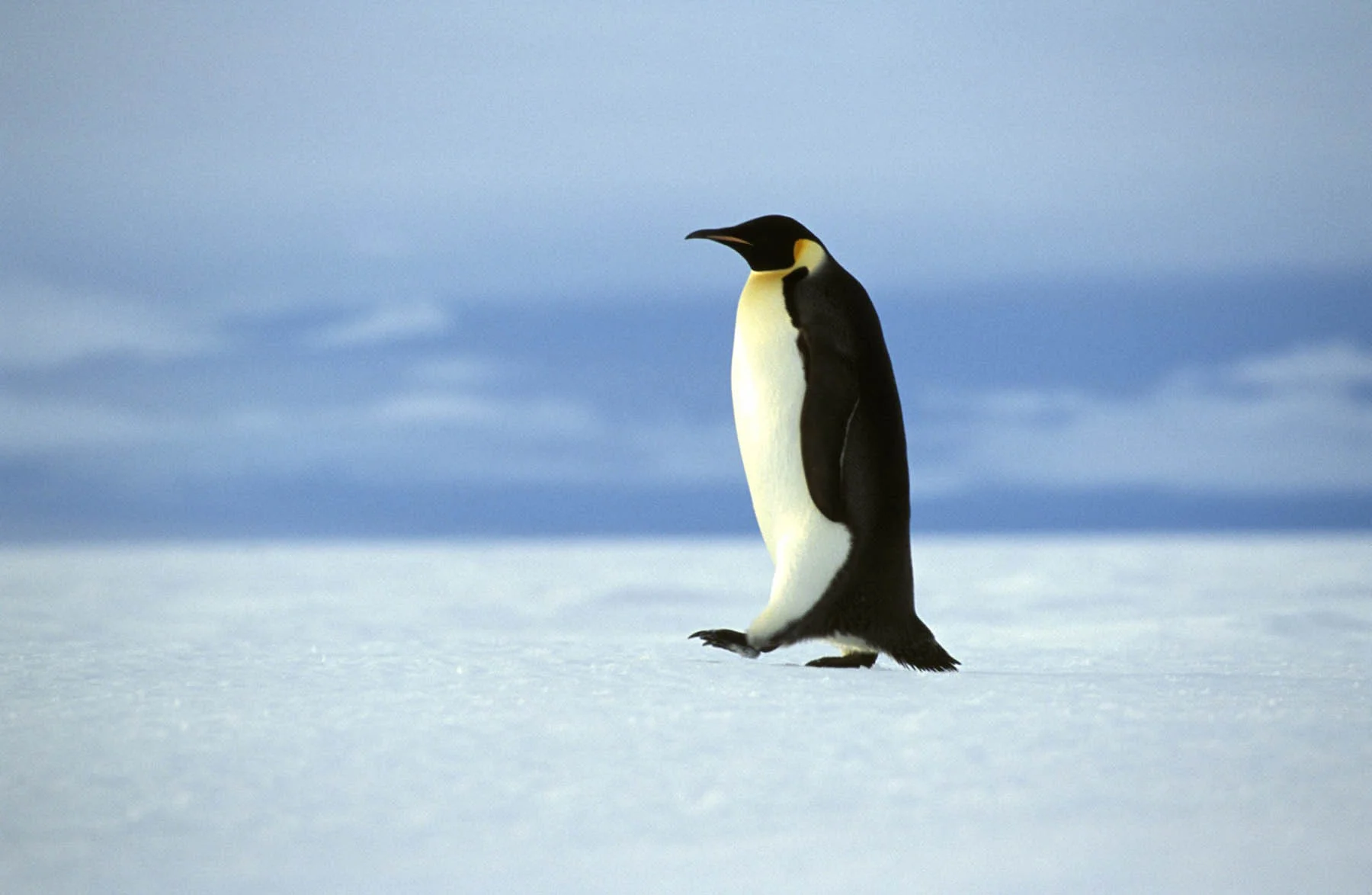 Emperor Penguin | Antarctic Wildlife