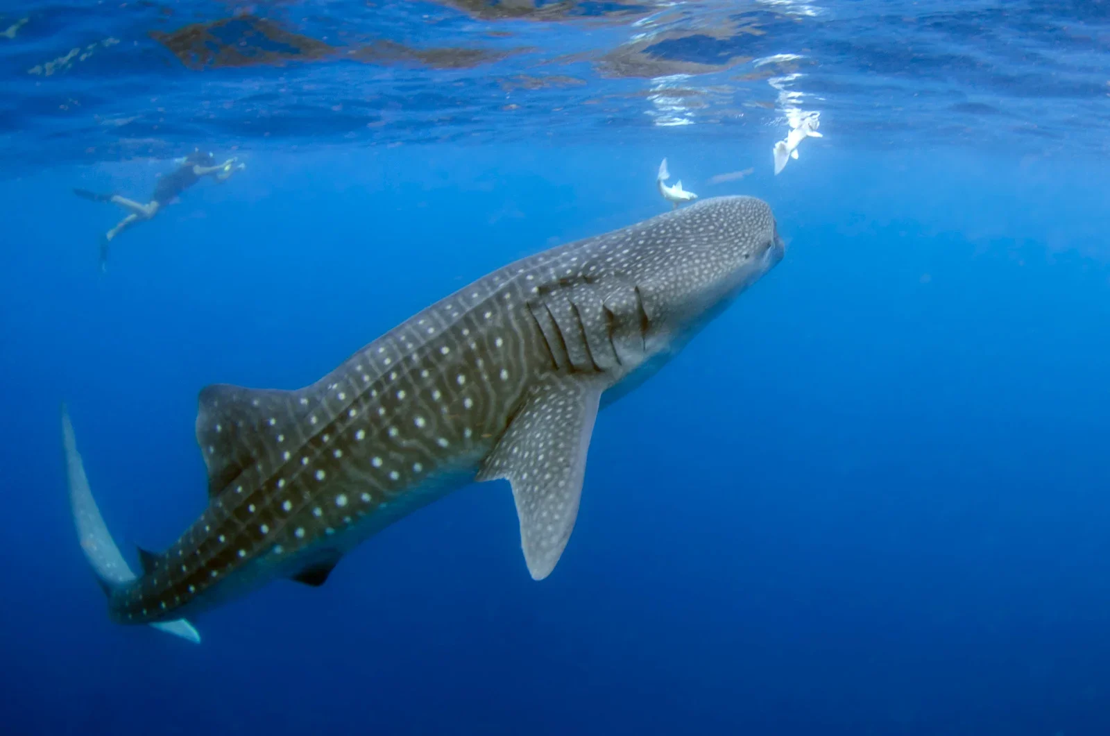 Whale Shark | Galapagos Wildlife