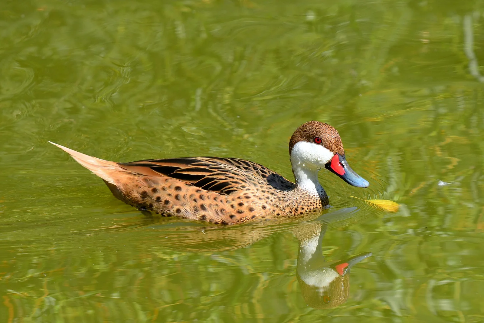 White-cheeked Pintail | Galapagos Wildlife