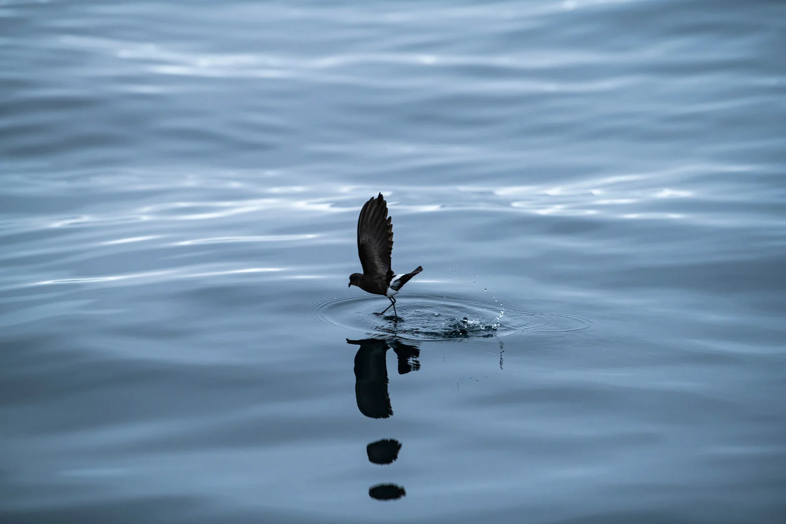 Wilson’s Storm Petrel | Antarctic Wildlife