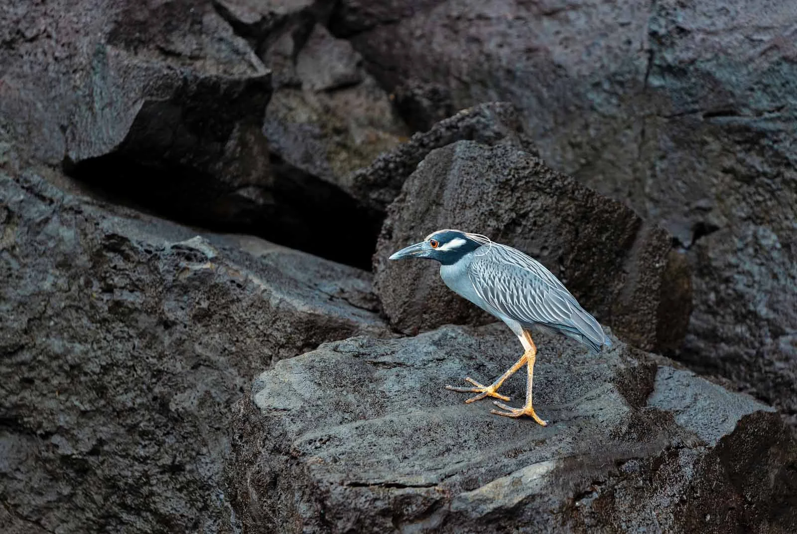 Yellow-crowned Night Heron | Galapagos Wildlife