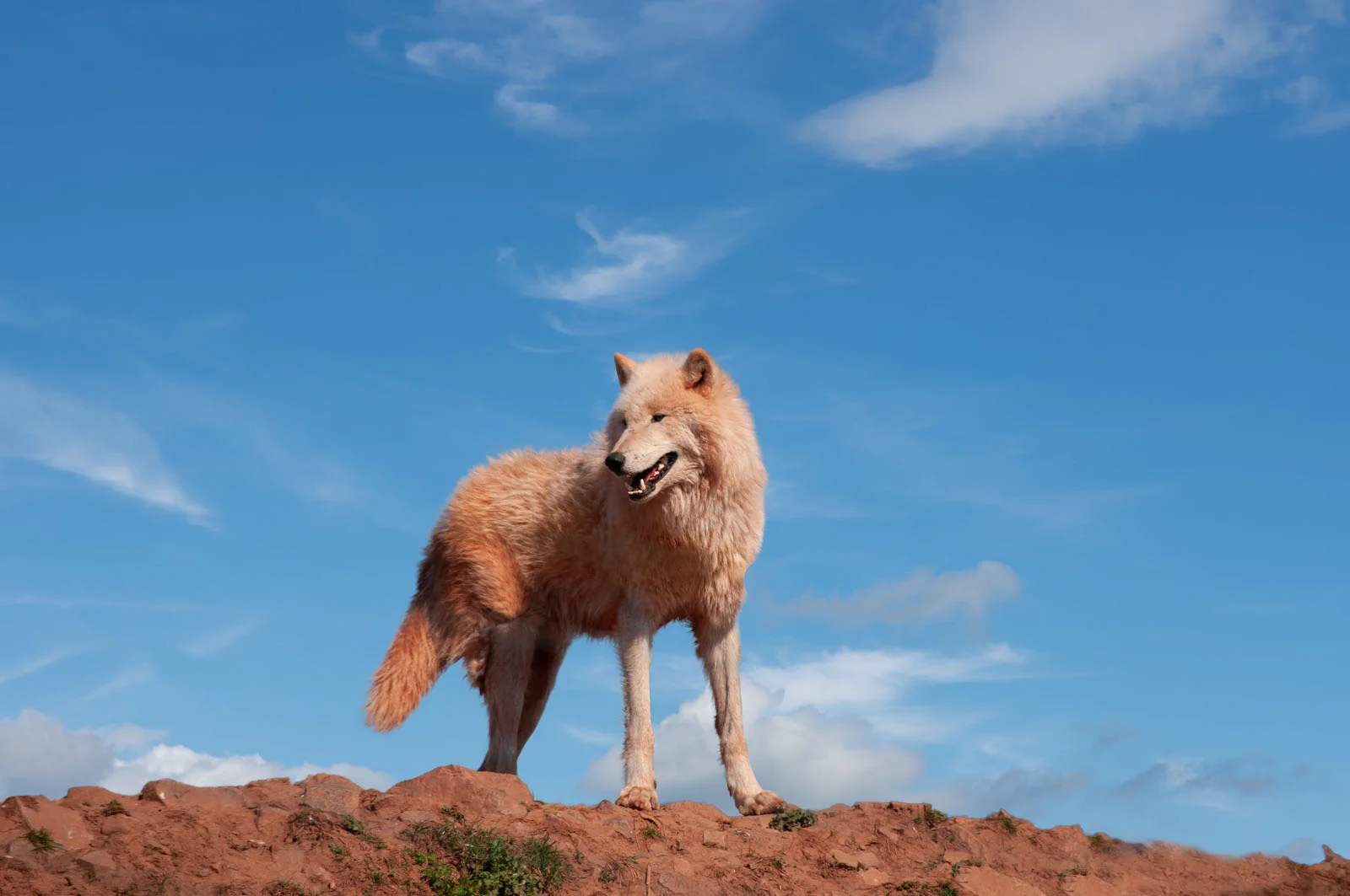 Wolf | Arctic Wildlife