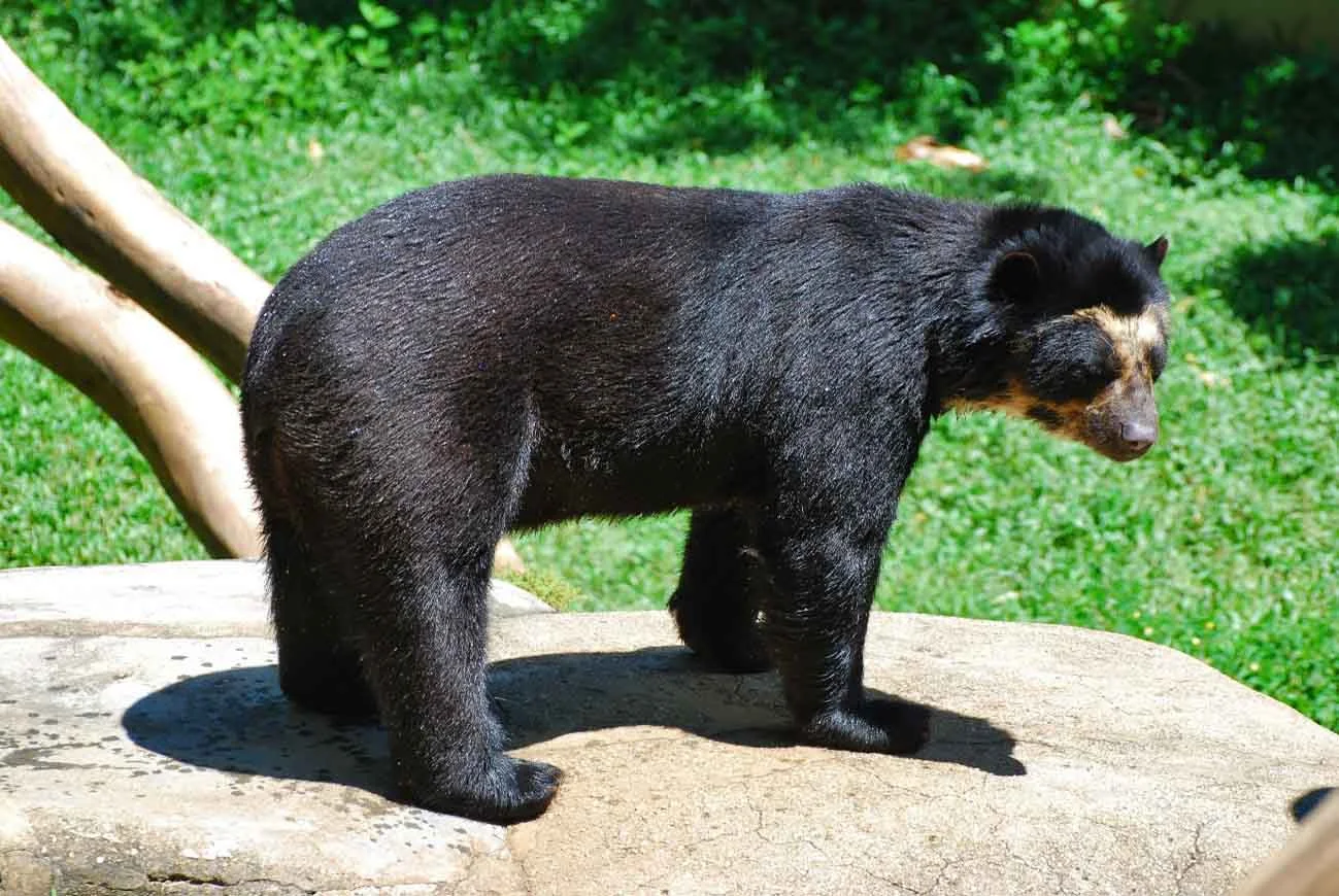  Ecuador | Guide for respectful observation of bears in Ecuador