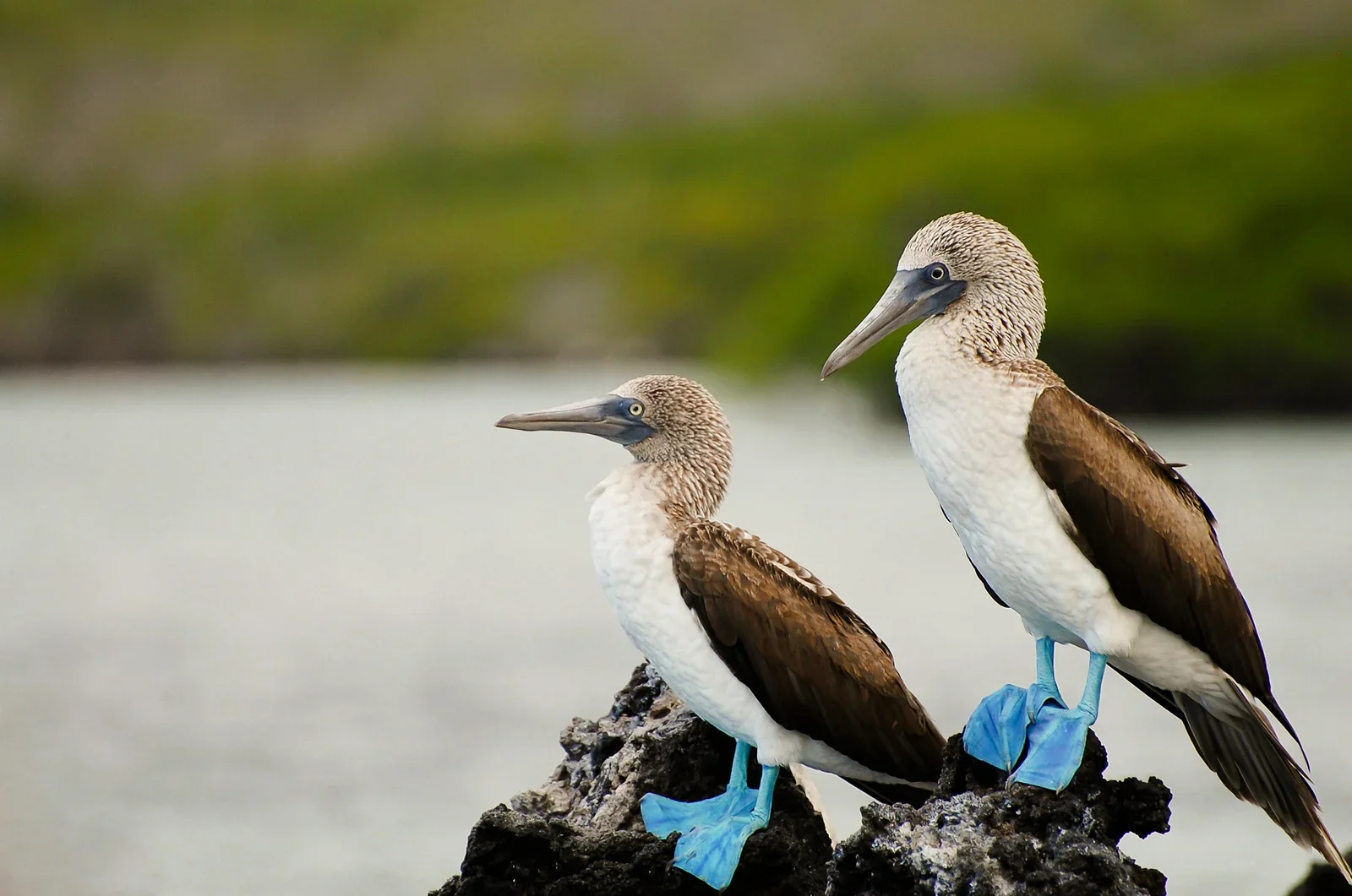 Blue footed booby | Galapagos Wildlife