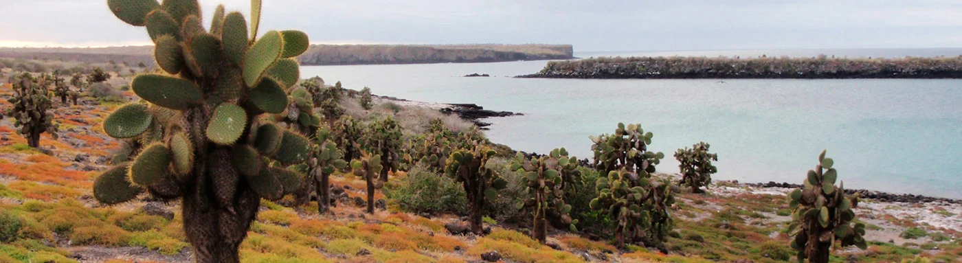 Galapagos Cacti | Galapagos Islands | Galapagos Cruises