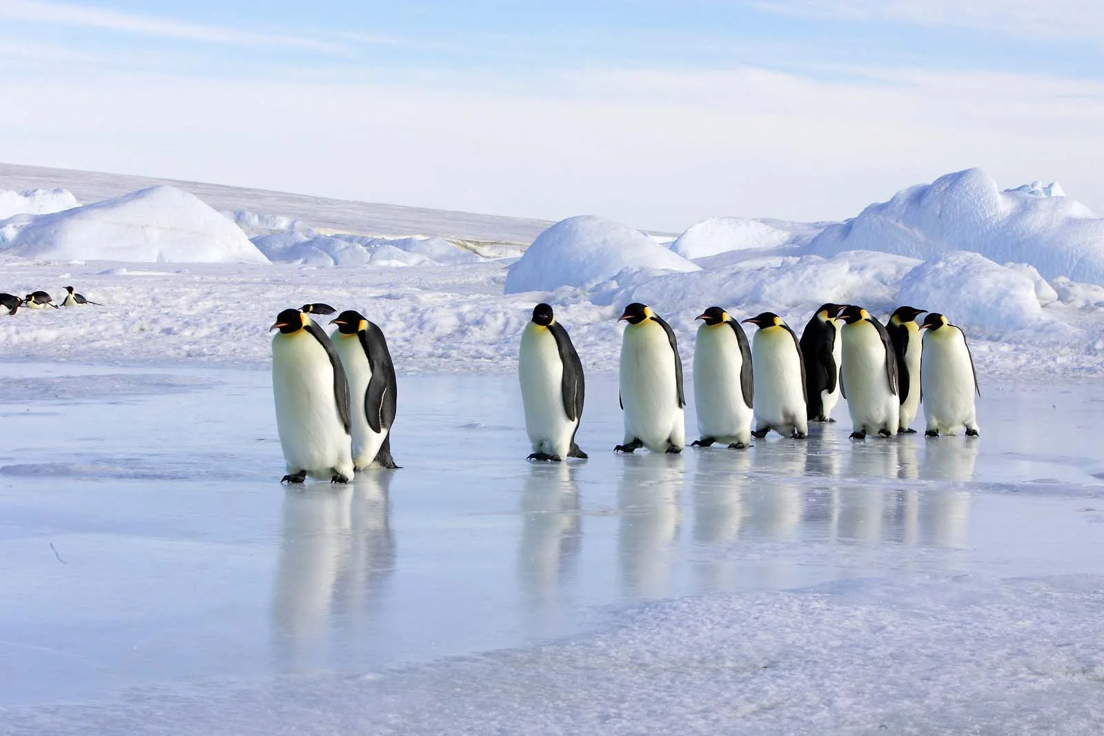  Antarctica | Most northerly record of Emperor Penguin in Australia