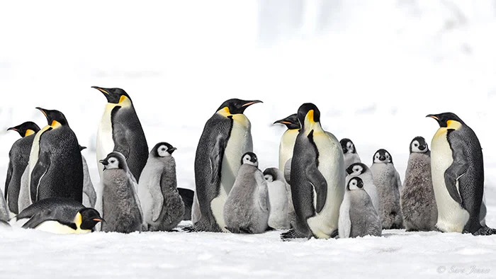  Antarctica | First Snow Hill Island landing of the season