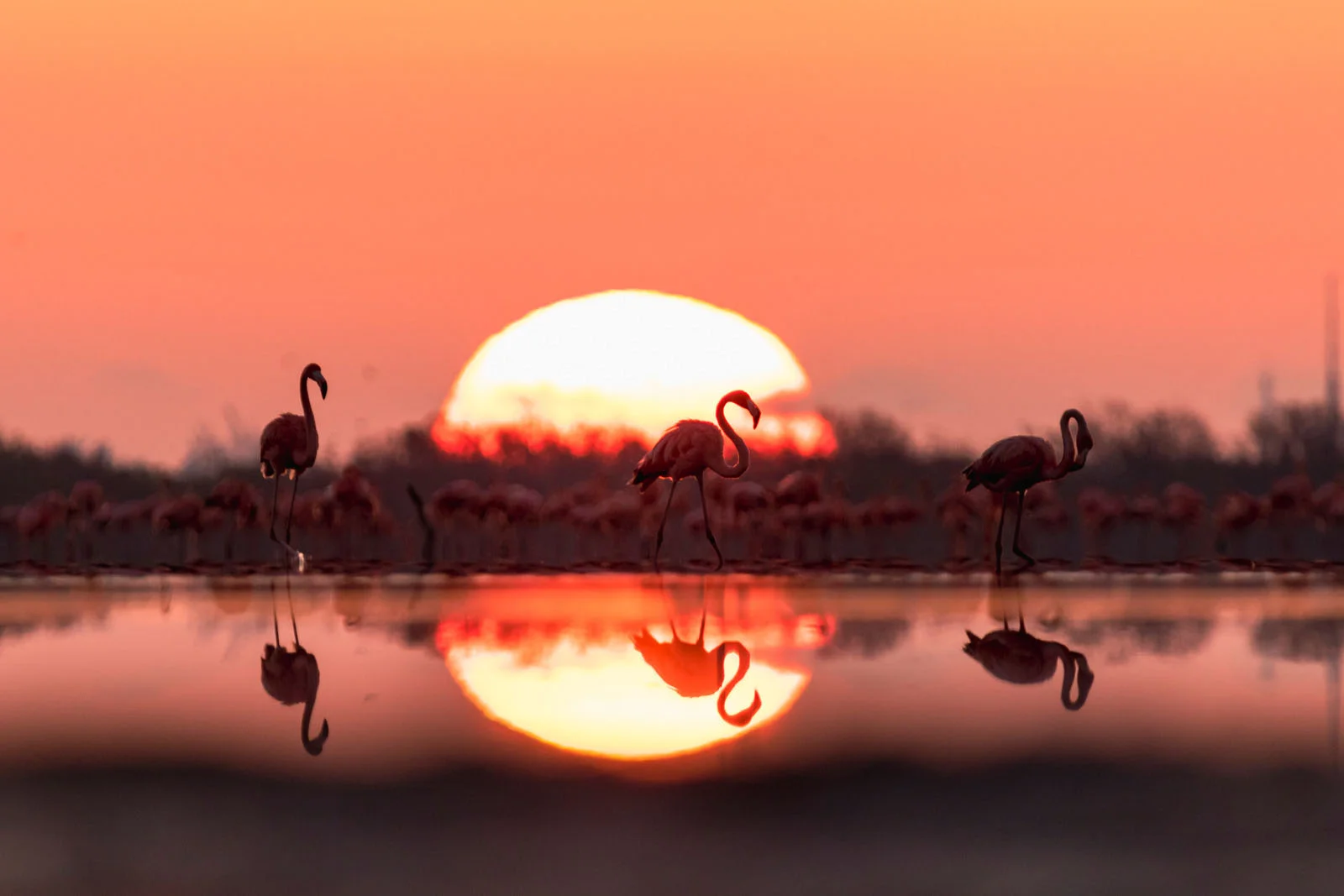  Galapagos | Pink Flamingos offer a natural spectacle in the Yucatecan landscape