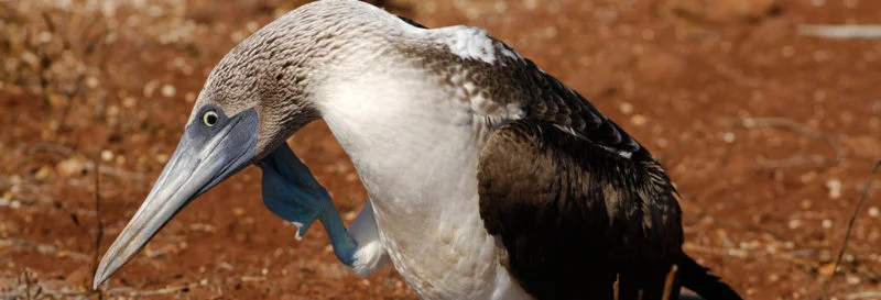  Galapagos | Why are boobies’ feet blue?