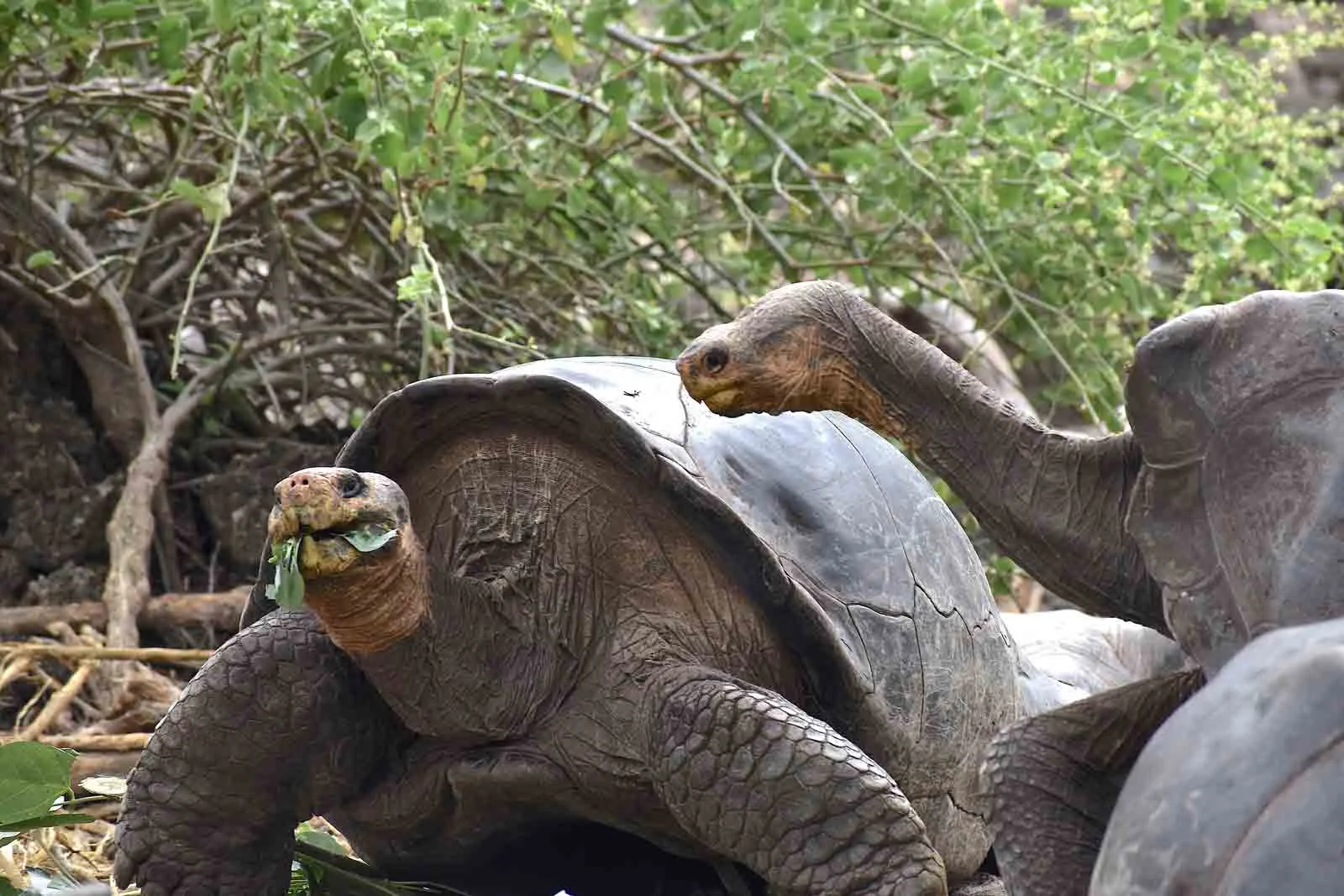  Galapagos | Galapagos Giant Tortoises Prove Their Worth as Ecosystem Engineers