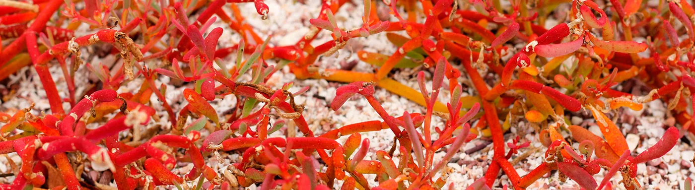 Vegetation Chart | Galapagos Islands | Galapagos Cruises