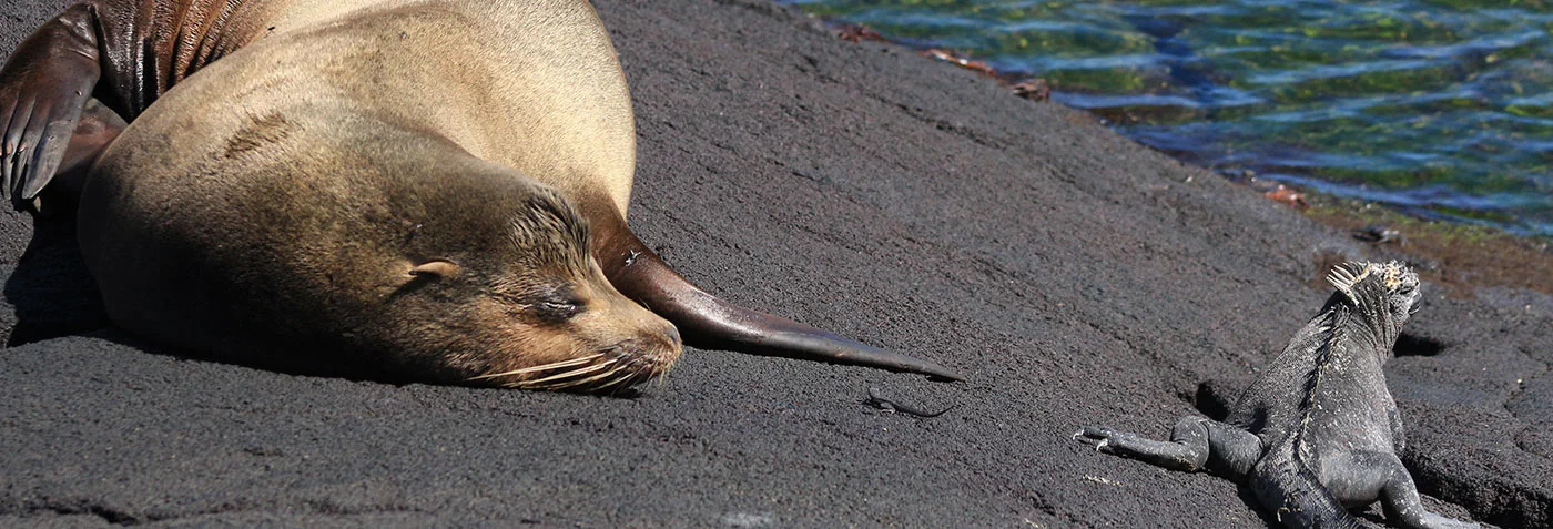  Nature Encounters | Watching the Evolution Through Time