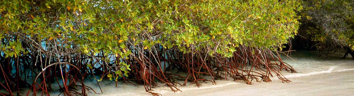 Mangroves | Galapagos Islands | Galapagos Cruises