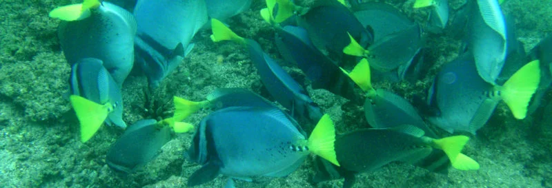  Galapagos | Best Galapagos Islands to visit for wildlife activity in October